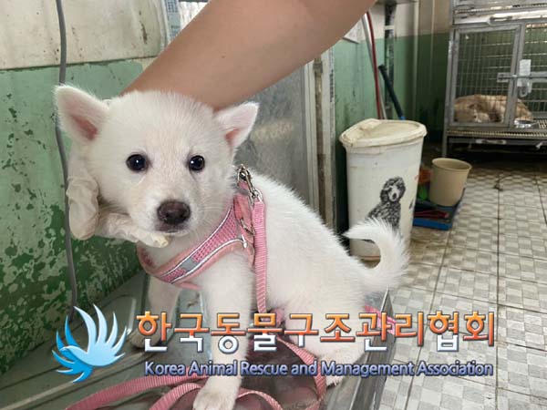 한국동물구조관리협회_441409202401132